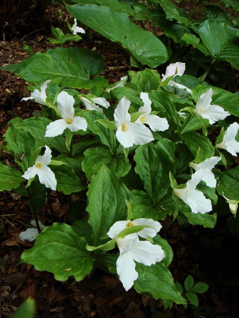 Trillium grandiflorum (2)